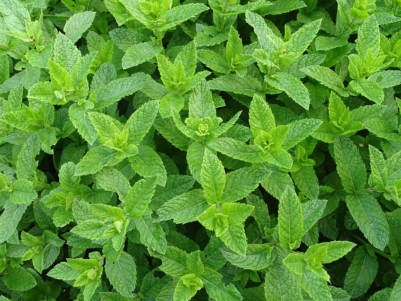 Herbals